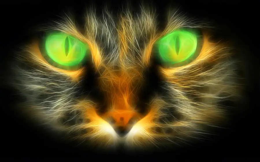 disegno flame gatto-01